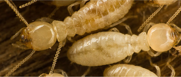 Termite Removal Sydney