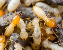 Top 3 Hardest Pests to Get Rid Of