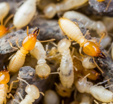 Best Termite Removal