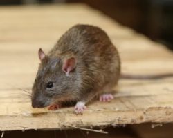How To Tell if You Have Rats in Your Walls?