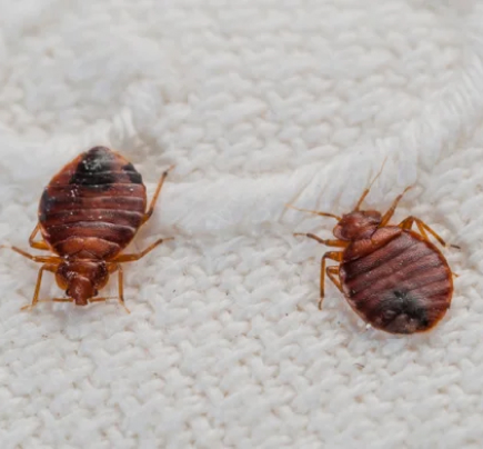 Best Bed Bug Removal Company